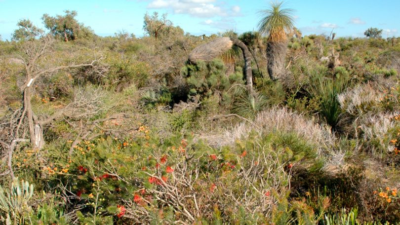 Una Relaci N Que Contribuye A La Biodiversidad De Los Bosques Secos Todo Ciencia