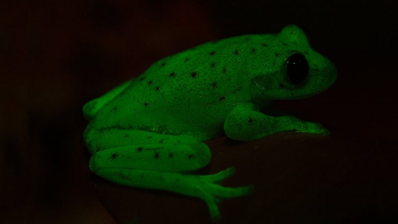 Hypsiboas-punctatus