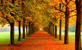 Calle arbolada en otoño